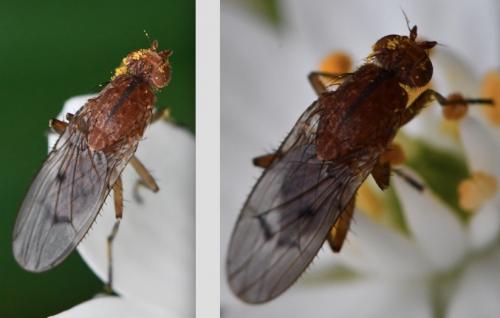 Réf. 271 129 : Suillia umbratica